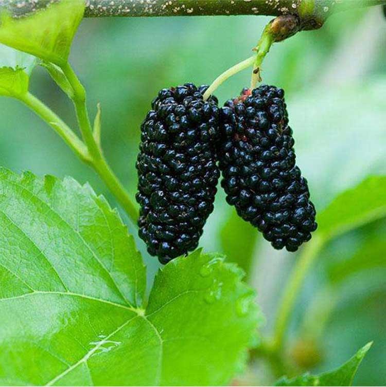 桑子酒桑椹酒原汁发酵男女士桑葚酒桑果52度自酿桶装农家5斤推荐图片