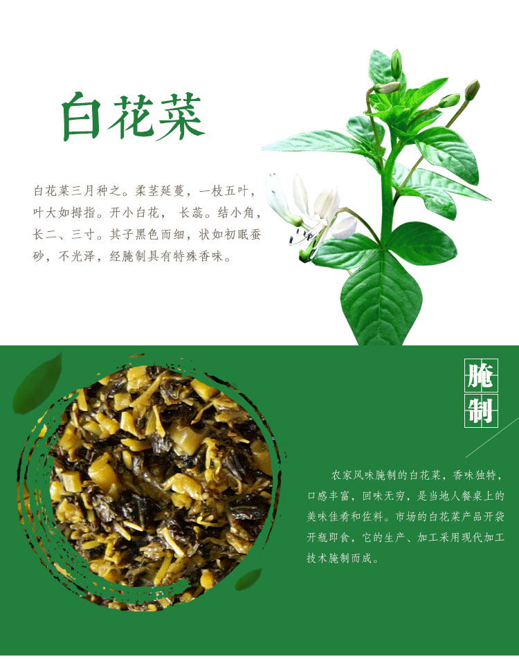 白花菜的功效图片