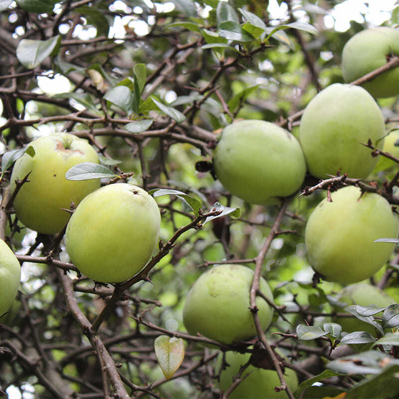 云南大理酸木瓜云县野生红花木瓜新鲜酸脆水果炖鸡泡酒2斤送辣椒粉