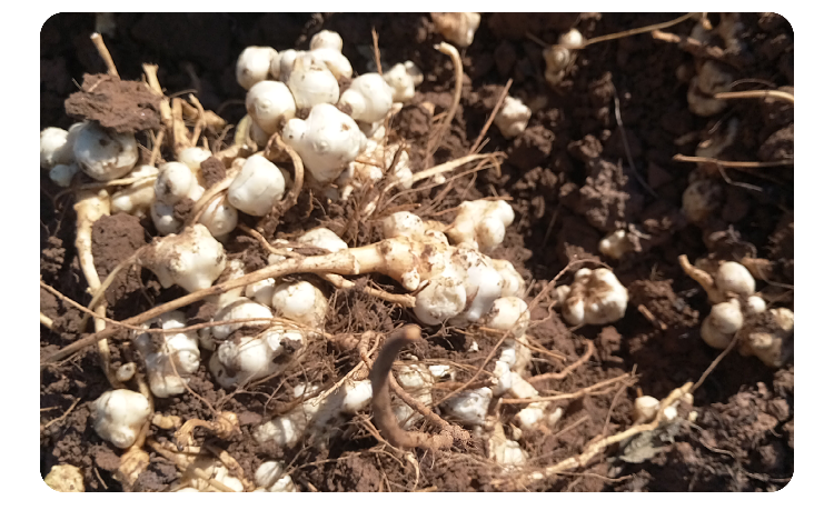 轻恋洋姜种子根 鬼子姜种子 种苗 蔬菜 姜不辣 菊芋 腌菜泡菜 5kg