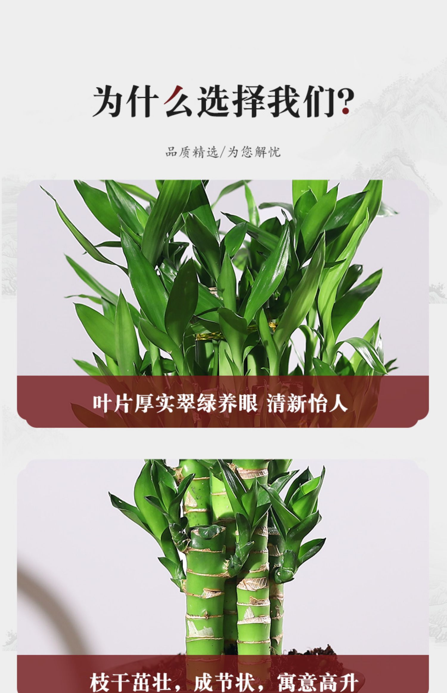 富贵竹植物水养室内盆栽节节高转运竹客厅办公室水培绿植好养2盆