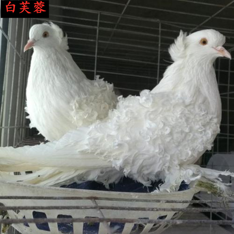 【芙蓉鸽】观赏鸽芙蓉鸽子活体纯种马甲芙蓉鸽公母一对包活 棕色芙蓉