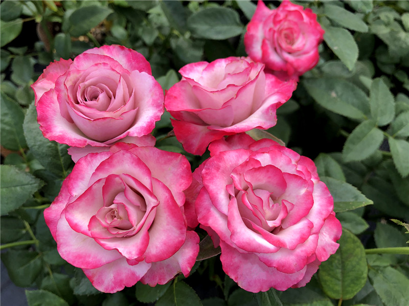 欧月灌木月季 旋转木马柯德娜 阳台微月四季盆栽花卉玫瑰花苗 旋转