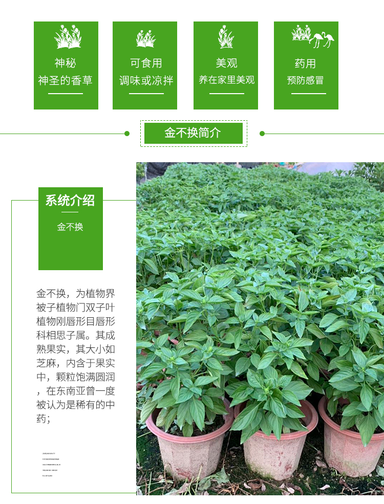 九层塔金不换植物罗勒叶食用盆栽调味香料新鲜苗室外阳台绿植ff高2025