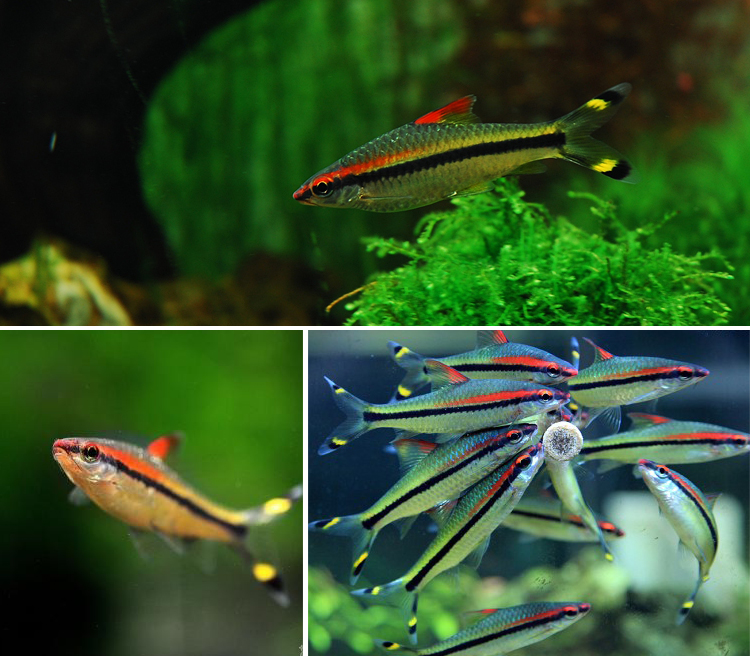 一眉道人紅眉道人觀賞魚熱帶魚草缸寵物水族活體 4-5cm一眉道人10條