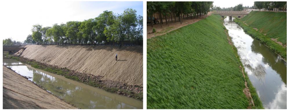 畷园 草坪种子四季青四季长护坡草坪种子 护坡王护坡草籽高羊茅河道