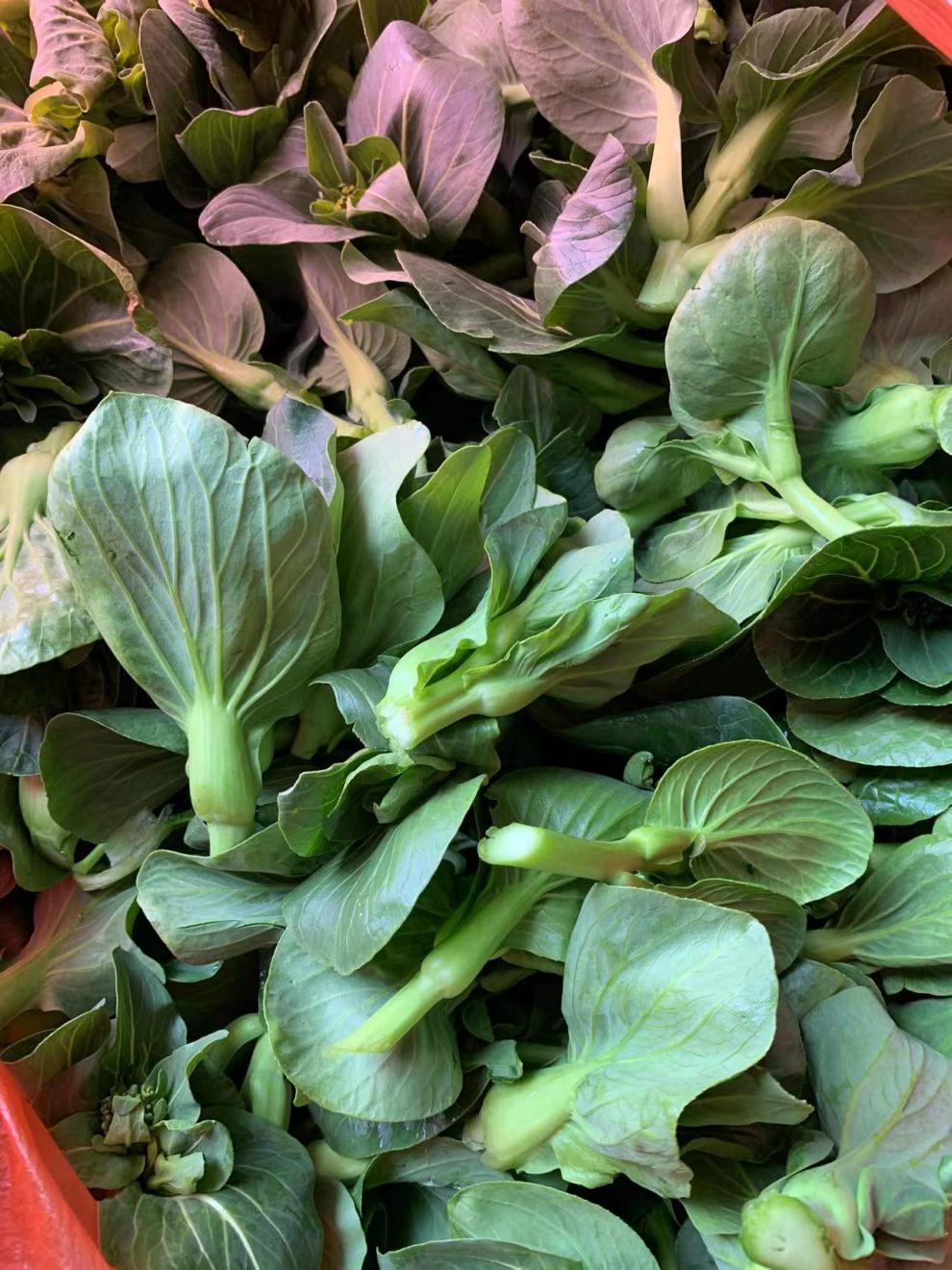 源外园 新鲜霜冻青菜苔 菜心白菜苔 甜糯嫩菜心菜心绿色新鲜 1500g