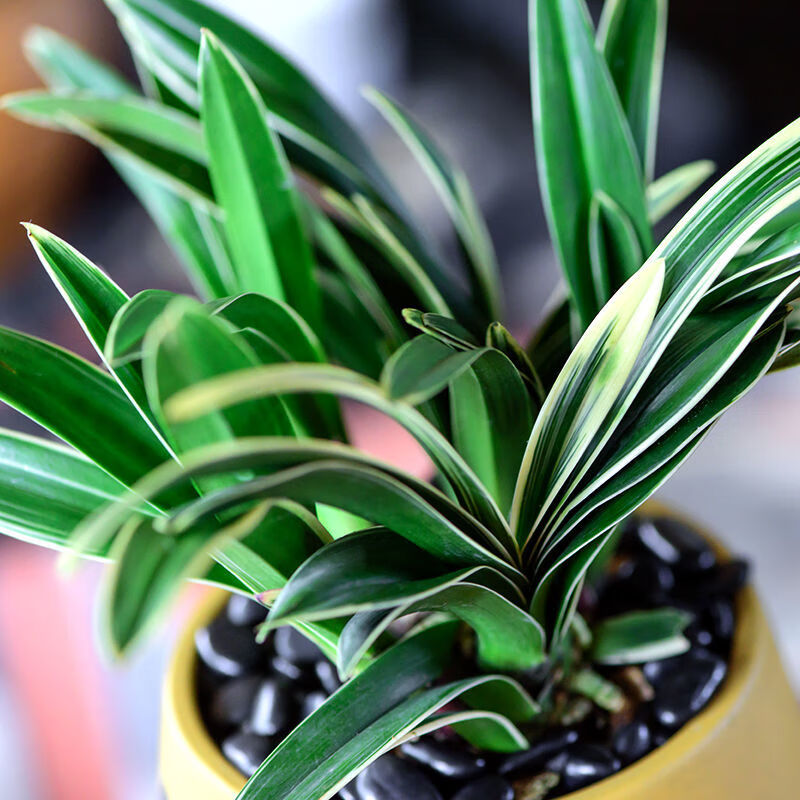 云仓发货浓香型中国龙金边矮种兰花苗名贵室内客厅办公室盆栽花卉绿植