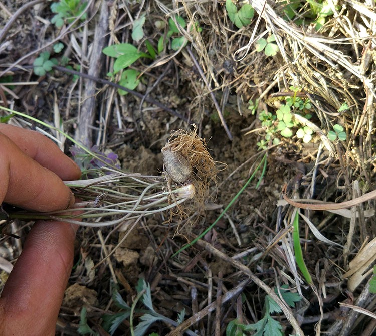 湖南野生紫背天葵子中草藥千年老鼠屎山耗子根藥材新現挖鮮500g圖片色