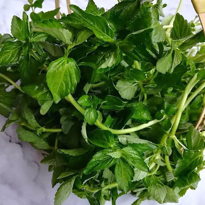 云南德宏野菜傣族调料新鲜蔬菜正宗香嫩水薄荷水香菜泡沫箱500克