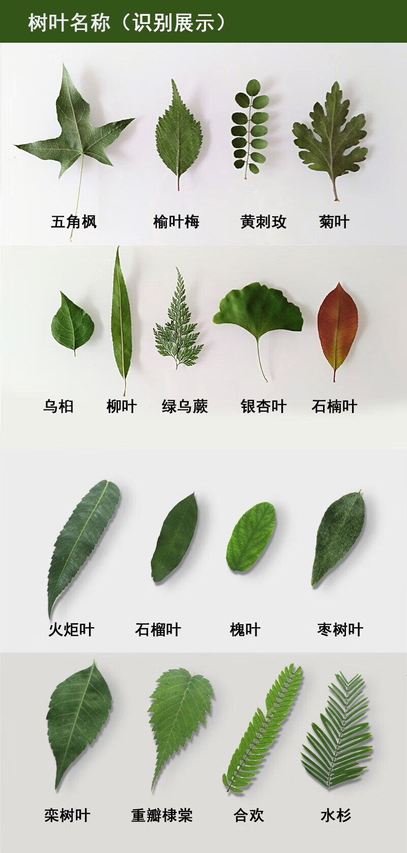 树叶标本 干树叶diy手工装饰材料sn1666 4包共180片(每包15种,每种3片