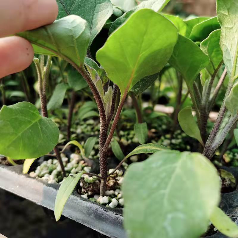 江影清茄子苗紫长茄子秧苗秧子新鲜长茄特大蔬菜秧苗四季种田园盆栽