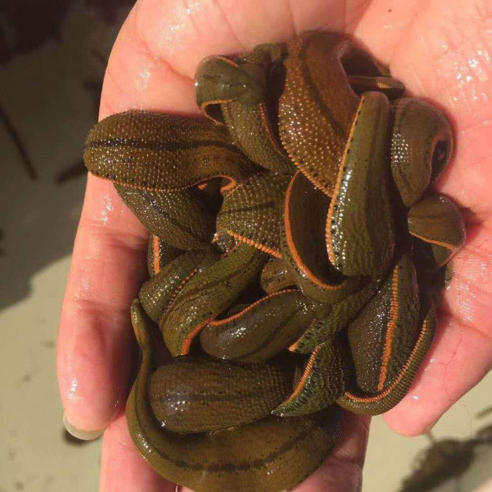 菲牛蛭水蛭素冻干粉,蛭肽素多肽至宝科康双通原材料,【图片 价格 品牌