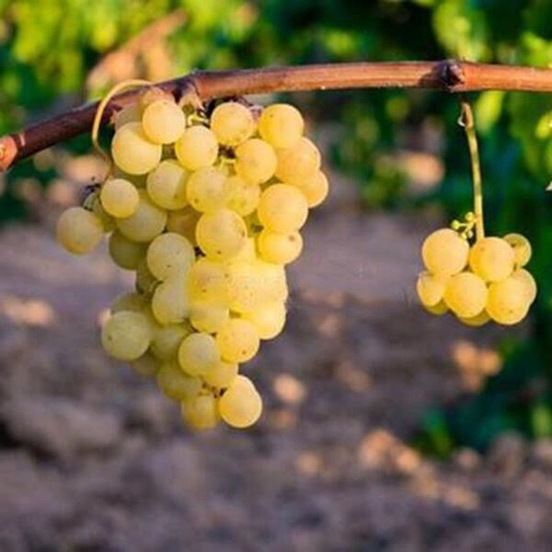 新品种甜小蜜蜂葡萄苗南方北方盆栽爬藤果树苗四季种植葡萄树苗 8年