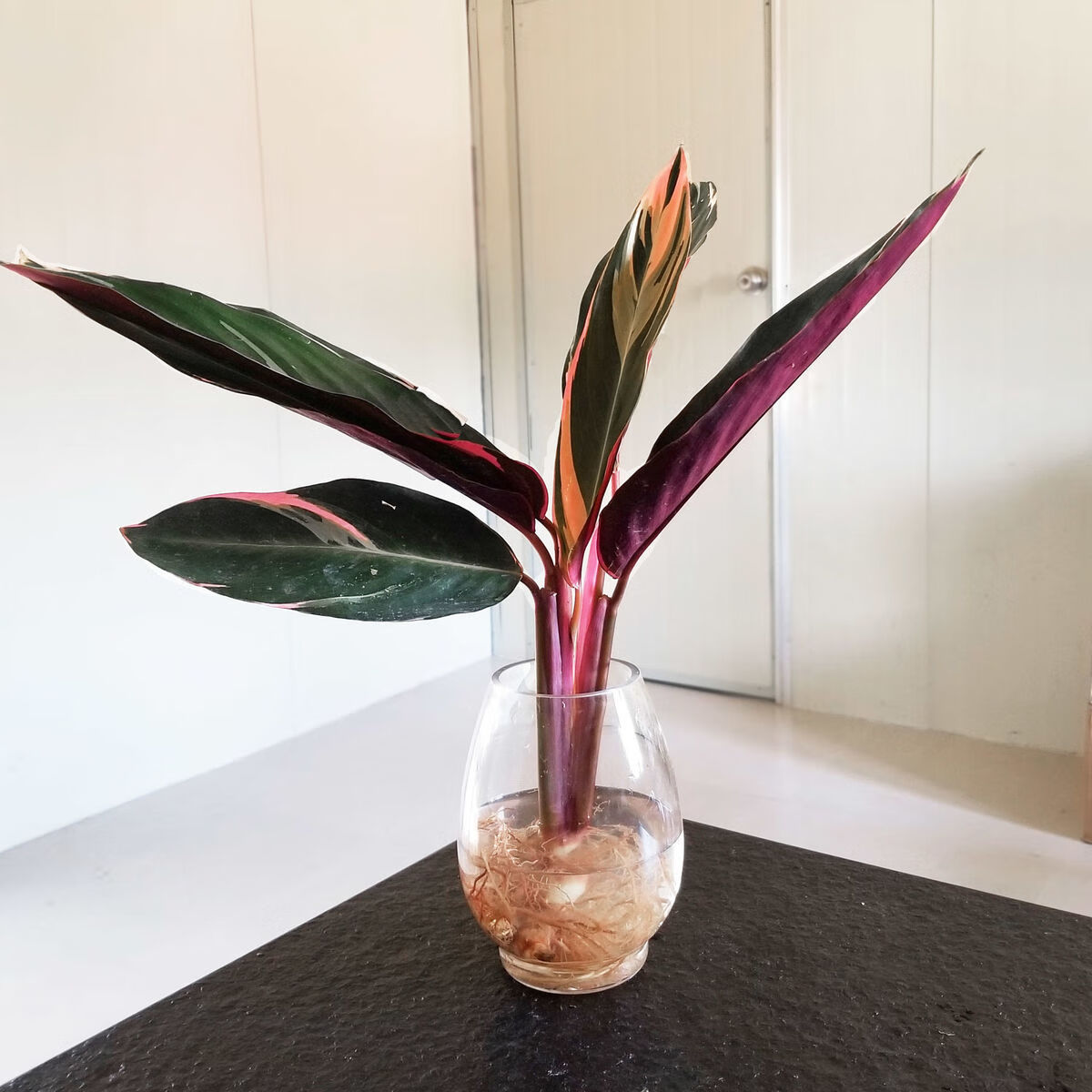 凤凰羽水培养植物室内绿植花卉盆栽富贵竹水养好养懒人花两棵凤凰羽一