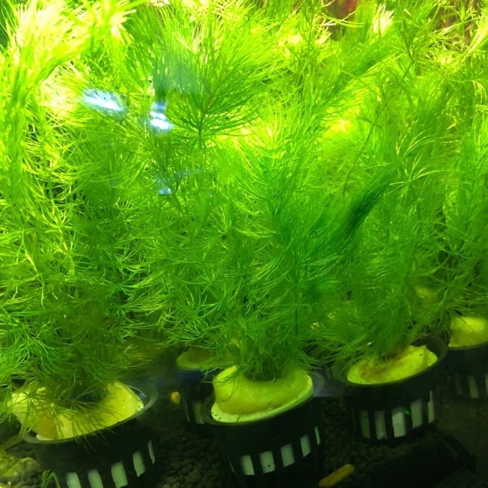 也是我们生活中常见的水草之一,茎长可在40厘米以上,金鱼藻植株可多