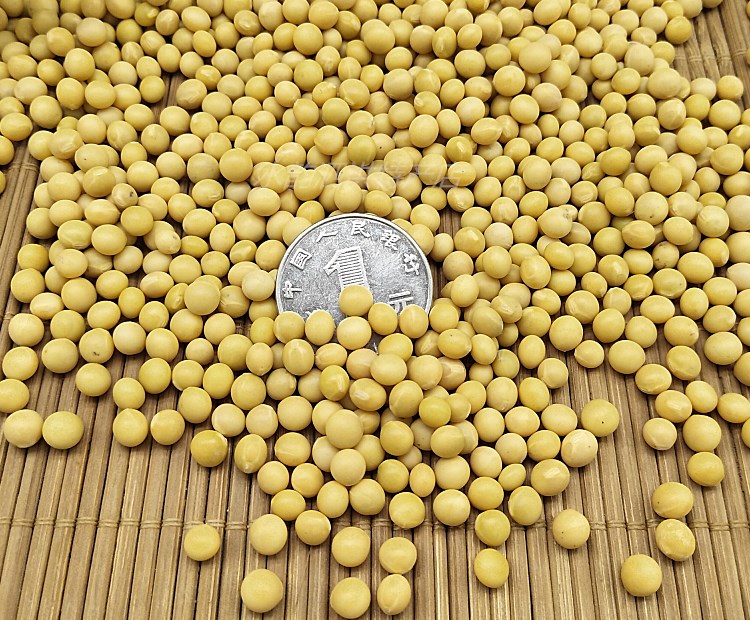 云舵【 不退】新豆小金黄690黄豆发豆芽做纳豆珠粒小黄豆 种1份5斤