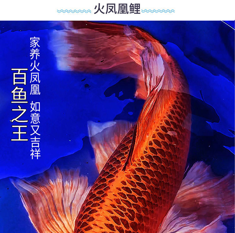 荣郁 网红鱼火凤凰锦鲤 蝴蝶鲤纯种龙凤鲤 冷水淡水好养活体 红松叶
