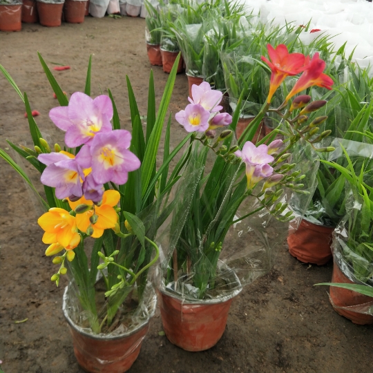 园艺 小仓兰 香雪兰盆栽带花发 香雪兰花苗盆栽 庭院阳台盆栽花卉 一