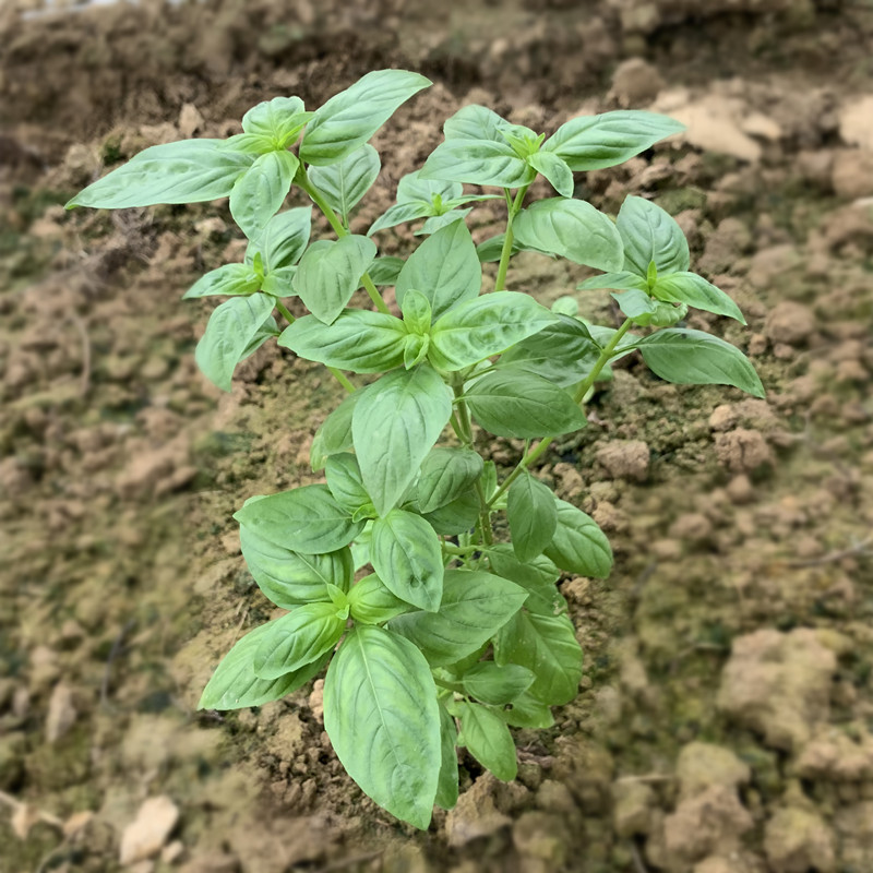 蔬菜 葉菜類 桑叒 桑叒 新鮮九層塔紅杆金不換 魚香菜 滿園香 滿姨香