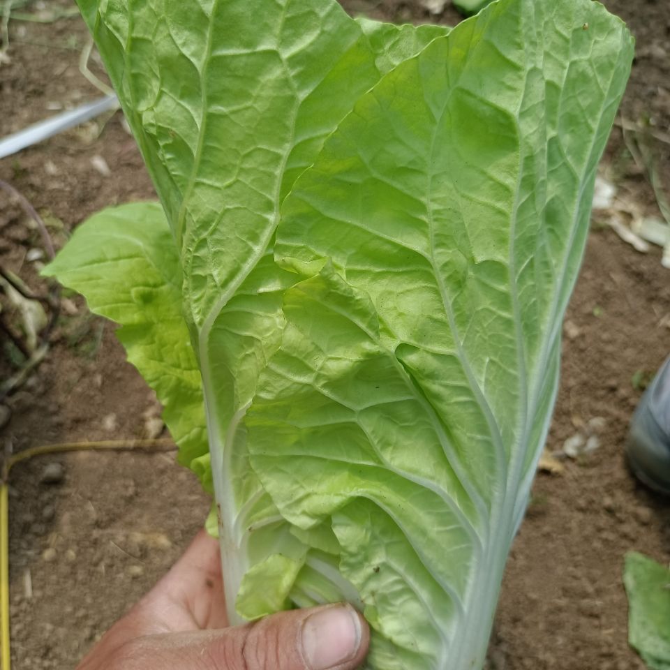 农家肥种植精品大颗小白菜青菜奶白菜新鲜快菜绿叶蔬菜现割现发五斤装