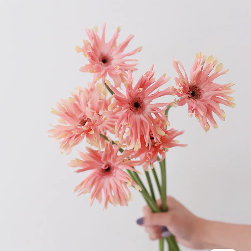 进口荷兰卷边弗朗鲜花直批上海直发水养插花jd快递花束妇女节礼物 乳