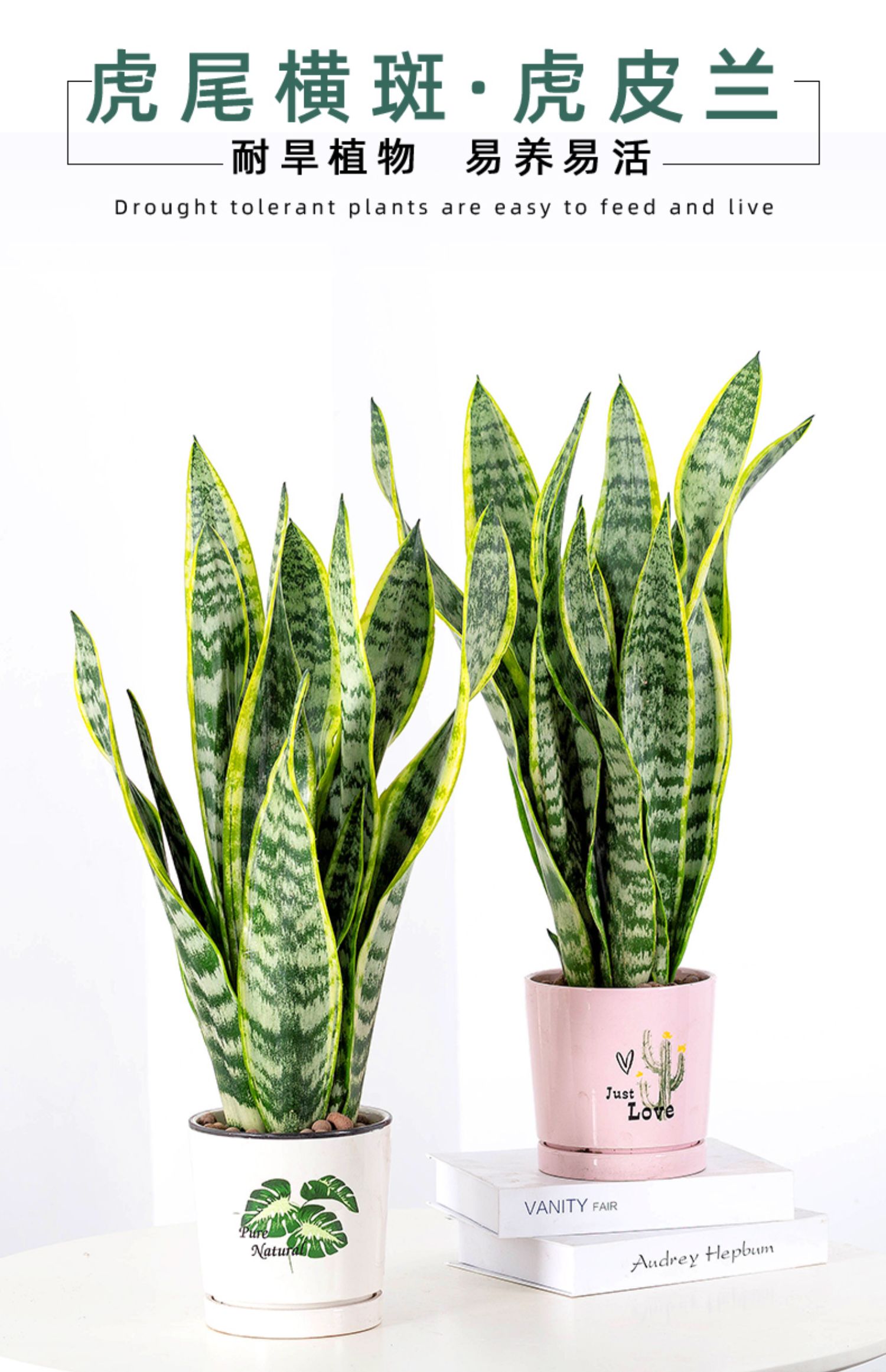 麦桑荷金边虎皮兰盆栽植物室内花卉客厅大型绿植吸除甲醛虎尾兰好养裸