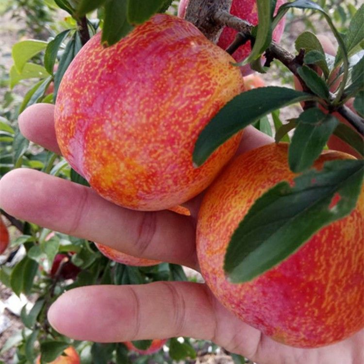 嫁接大红袍李子树苗李子苗脆李红布林李子苗盆栽地栽南北方种植3年苗