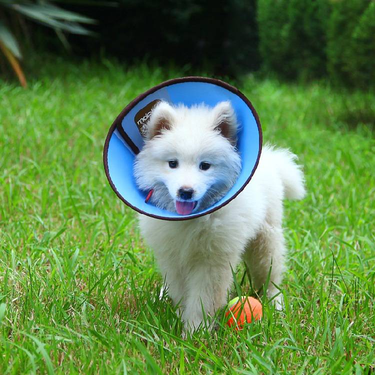 伊丽莎白圈宠物防护罩狗狗喂药洗澡打针防护圈防咬圈保护宠物脖圈 a3