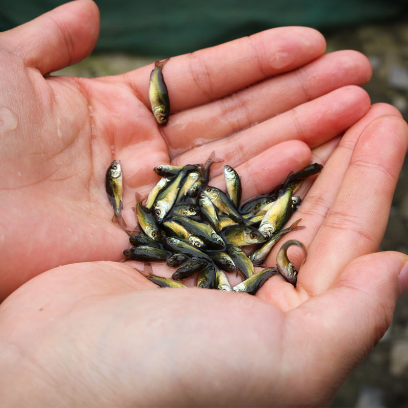 斑无鳞无甲鲤鱼苗稻田养殖食用鲤鱼苗包活 裸鲤3-5cm10条送10%【图片