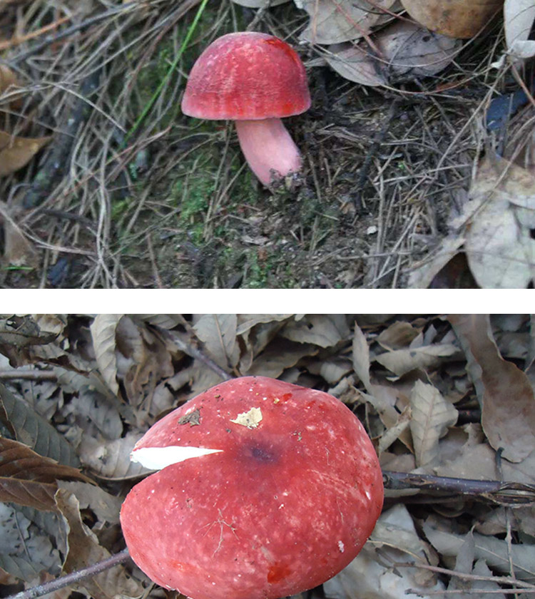 新货野生红菇云南哀牢山特产煲汤干货100克野生菌红蘑菇红姑