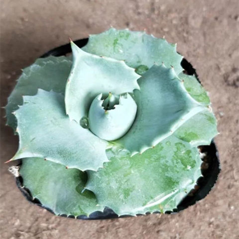 龙舌兰科系列世之雪 吉祥冠锦五色万代等多肉植物庭院盆栽 麦基乐 世