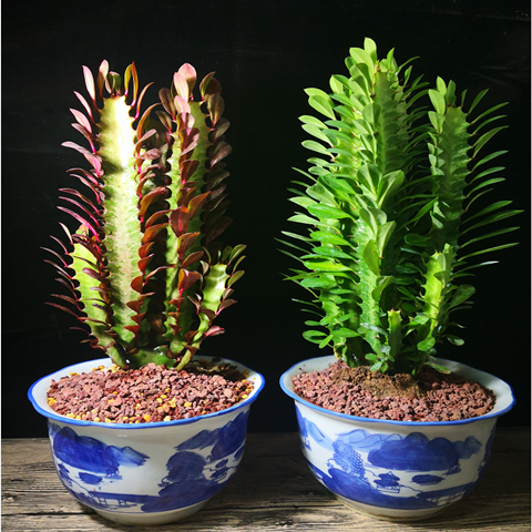 巴西龙骨盆栽多肉仙人掌植物盆景大颗肉肉除甲醛花卉20cm左右彭珊瑚不