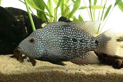 乐淘逸宠观赏鱼德州豹风水满天星鱼绿巨人德萨斯活体发财热带大型鱼 6