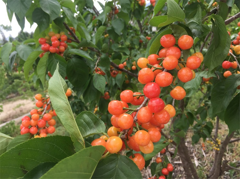 贵州小樱桃水果新鲜毕节国产本地土樱桃现摘新鲜多汁 5斤