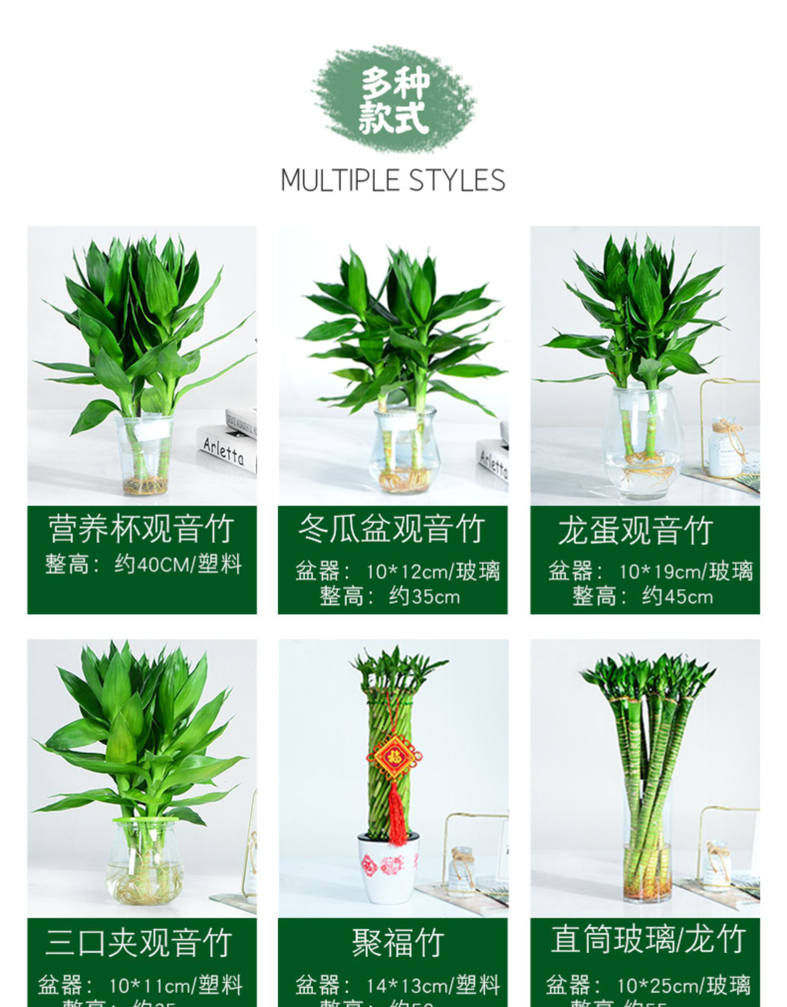 萨倪观音竹富贵竹水培植物盆栽室内办公室客厅转运竹绿植带花盆节节高