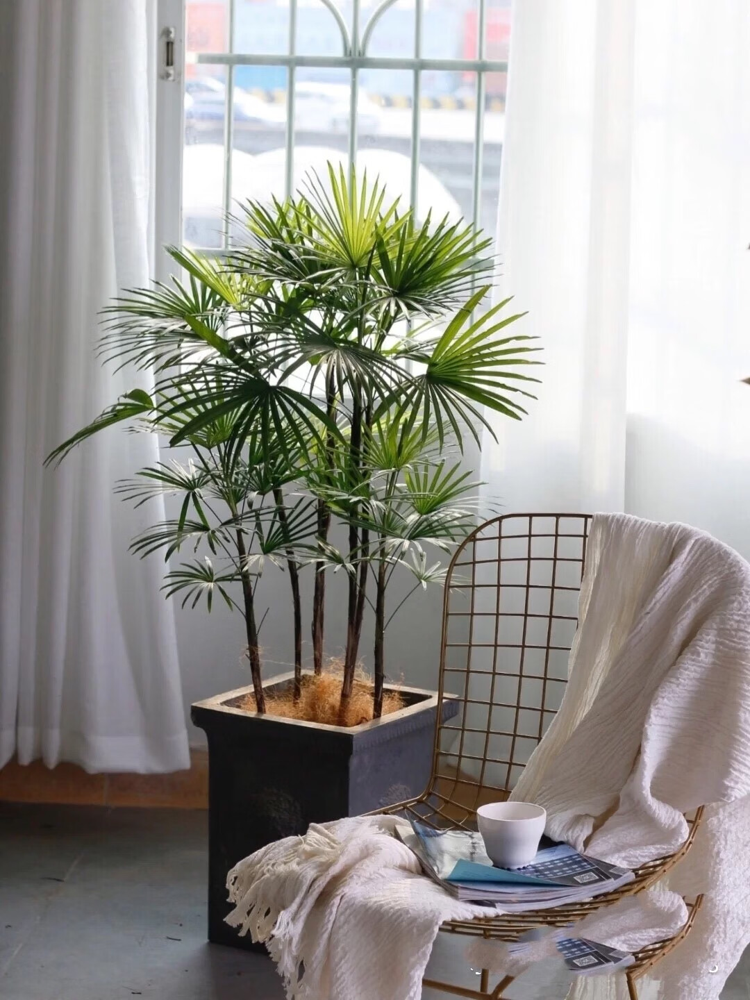 【花庄】金山棕盆栽独自成景室内小森林日本棕竹植物软装禅意唐棕