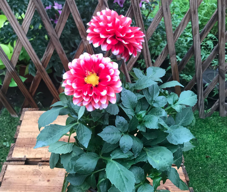 小丽花盆栽 芋头花成品带花天竺牡丹室外宿根多年生花卉 随机三盆三色