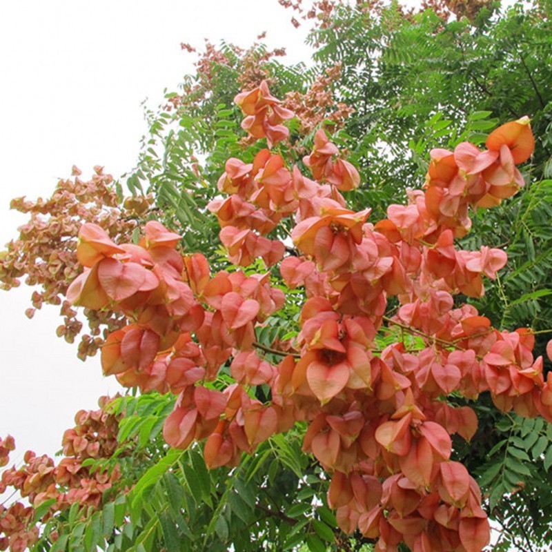 工程绿化苗木栾树苗黄山栾北京栾小苗园林行道树灯笼树庭院风景占地