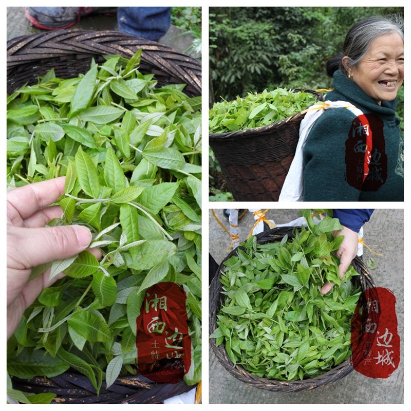 【官方旗舰】6765精选野生青钱柳茶 百年古树青钱柳养生茶成叶茶