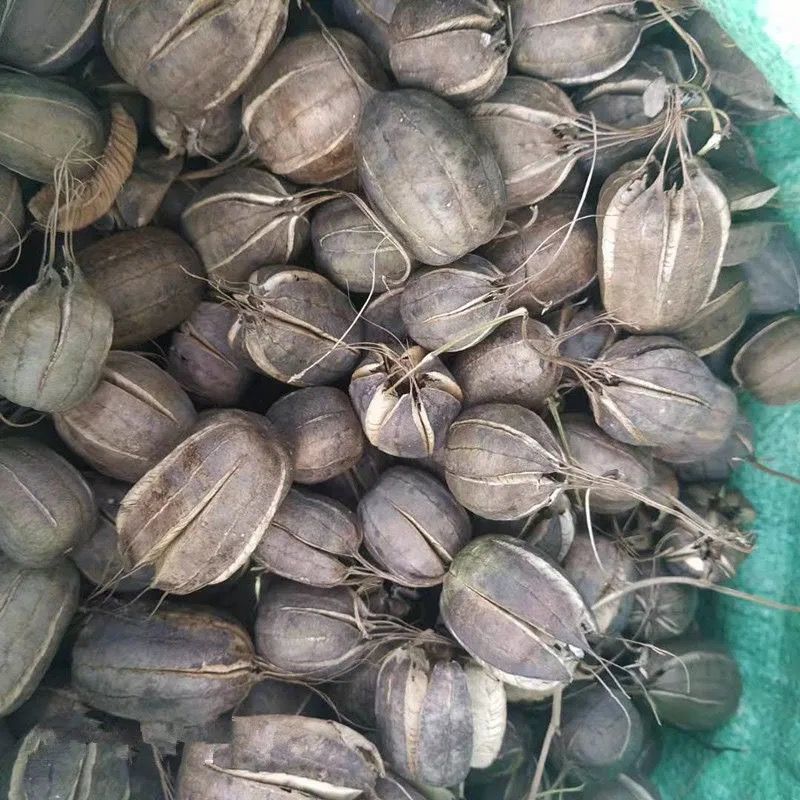 新鲜品中材 马兜铃 马兜灵 马兜零 500g 500g【图片 价格 品牌 报价】