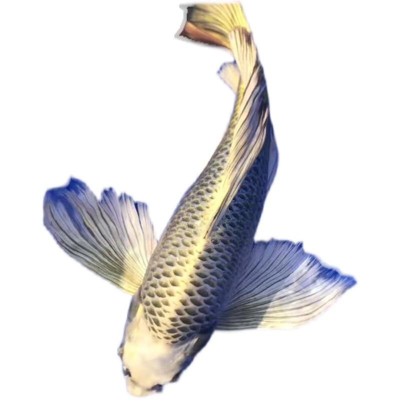 锦鲤鱼苗活体水财神(water richer) 重金属熊猫球蝴蝶鲤8-10cm1条【球