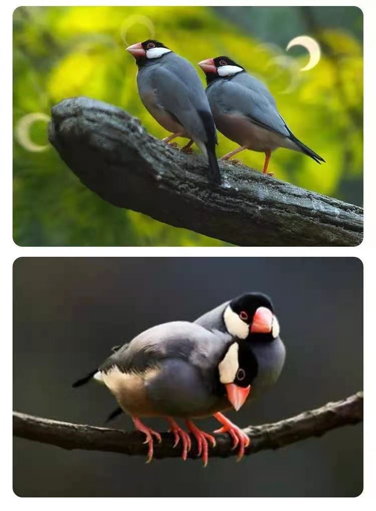 名称:纹鸟活体宠物观赏鸟灰文白文小太阳活体宠物家养观赏鸟活物金背