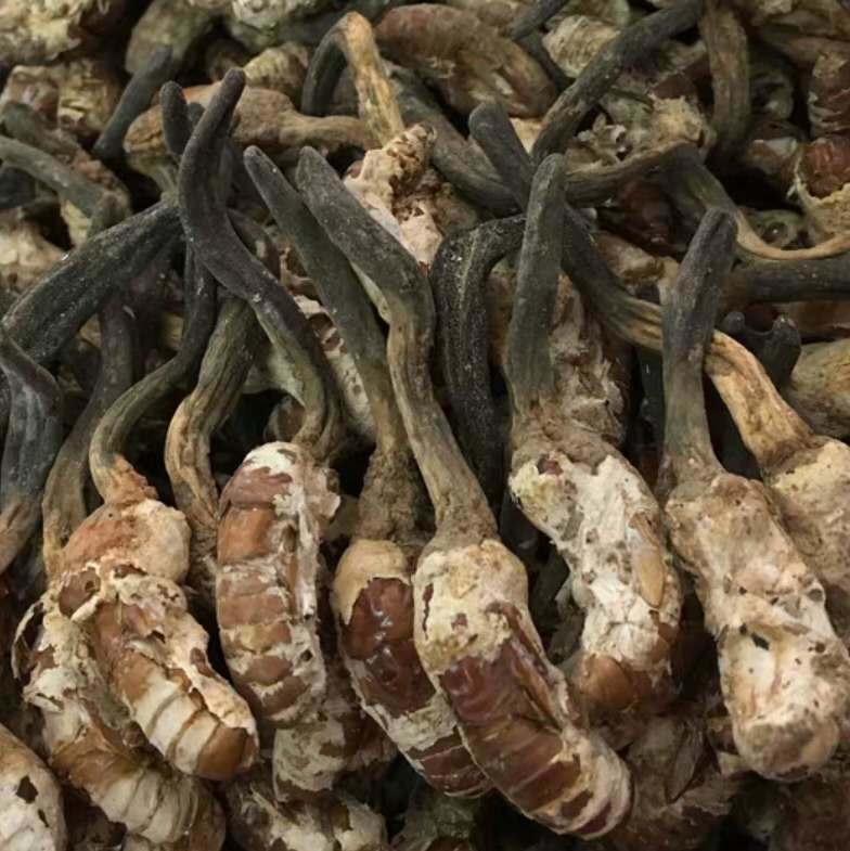 中药材 精选 新货公蝉花/独角蝉花/金蝉花雄/公的/蝉磨粉 独角金蝉花