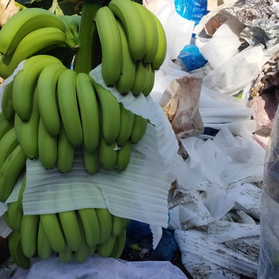 云南红河高原山地绿色香蕉无催熟剂自然熟带箱9.