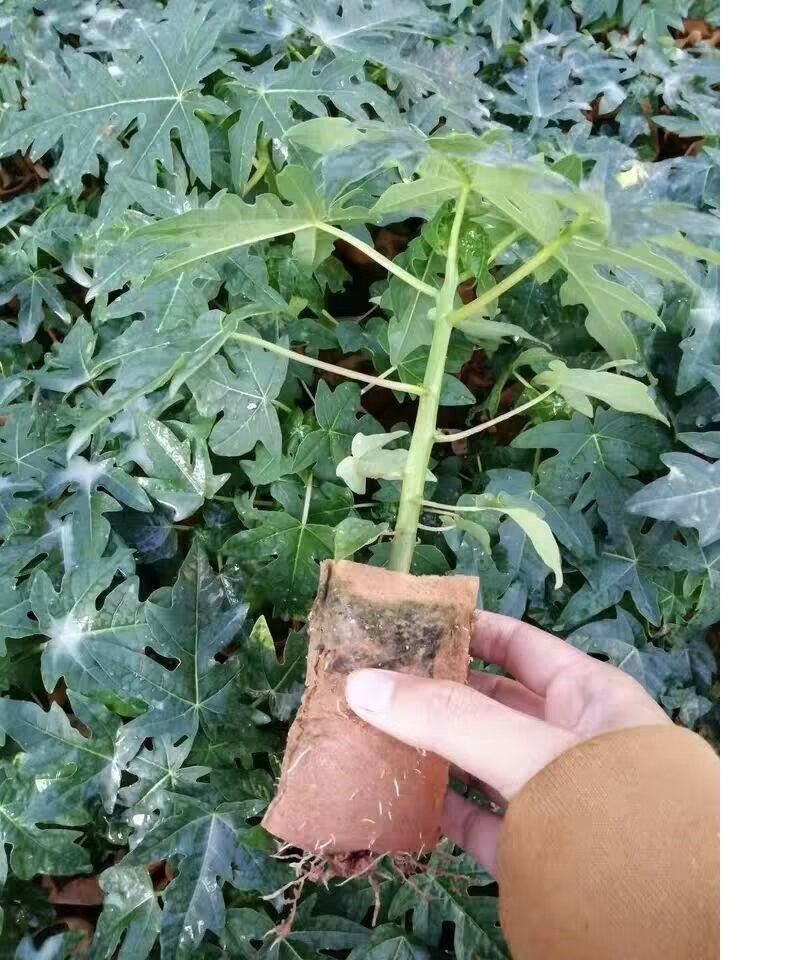 黄金木瓜红肉水果木瓜苗树四季矮化红心木瓜果苗南方种植当年结果耕地