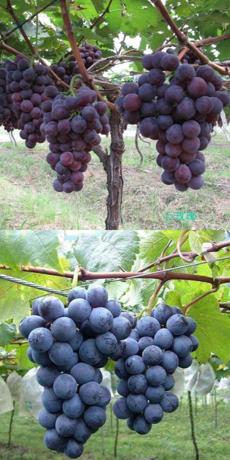 巨峰葡萄 辽峰葡萄新鲜到家非夏黑提子 颗粒4斤装巨峰葡萄 精选果 4斤