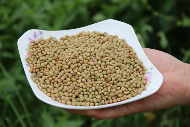 米豆豆巴山豆子 贵州农家熬粥酸菜米豆 杂粮豆五谷杂粮1斤 谷杂粮1斤