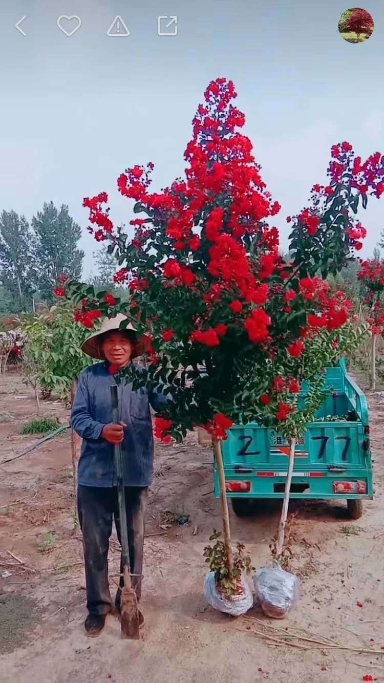 络咚棠 轻奢精品紫薇树苗美国红火箭红火球百日红紫色粉色紫薇树绿程