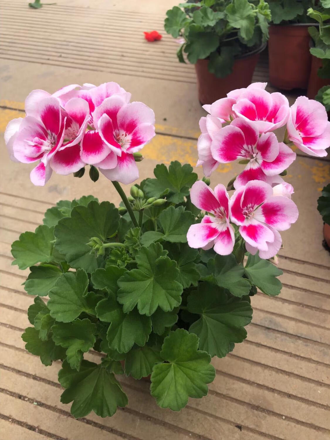 白飞溅天竺葵盆栽白飞溅天竺葵盆栽白飞溅天竺葵盆栽白飞溅天竺葵 19.